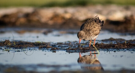 Common redshank (Tringa totanus) foraging