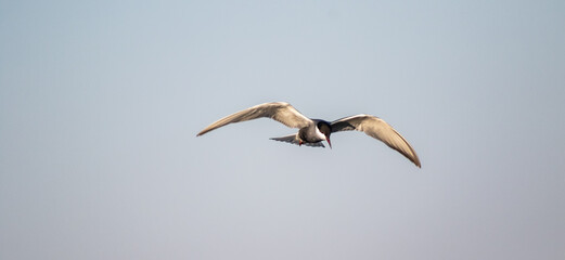 Whiskered tern (Chlidonias hybrida) in flight