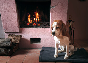 Resting beagle near a warm fireplace.