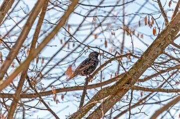 A starling bird is sitting among the branches of trees