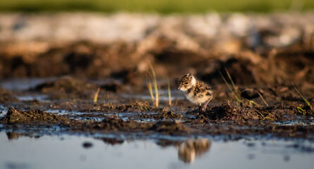 Tiny northern lapwing (Vanellus vanellus) chick in a marshy environment