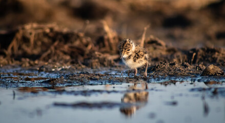 Tiny northern lapwing (Vanellus vanellus) chick in a marshy environment