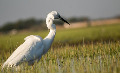 Obraz premium Great egret (Ardea alba) looking for fish in a marshy environment
