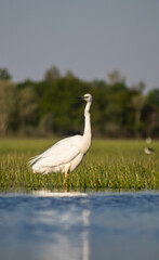 Great egret (Ardea alba) looking for fish in a marshy environment