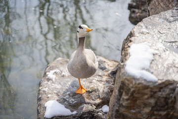 Obraz premium Duck bar-headed goose resting on the rocks on the shore