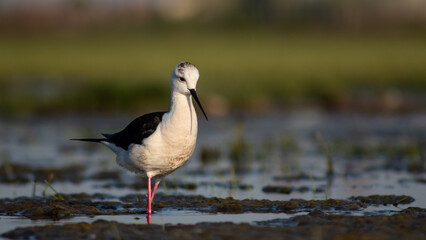 Black-winged stilt (Himantopus himantopus) foraging in a marshy environment