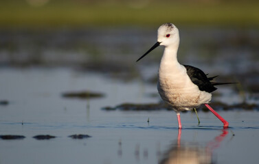 Black-winged stilt (Himantopus himantopus) foraging in a marshy environment