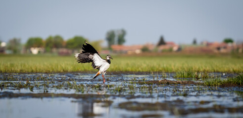 Northern lapwing (Vanellus vanellus) flapping wings