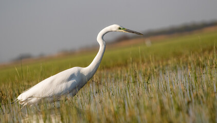 Fototapeta premium Great egret (Ardea alba) looking for fish in a marshy environment