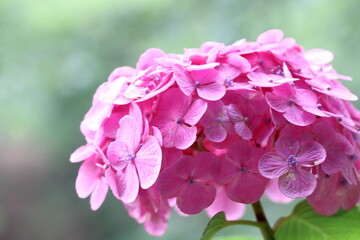 Fototapeta premium 濃いピンクの紫陽花