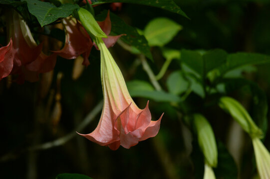 Closeup shot of the pink Brugmansia candida (angel's trumpet)