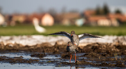 Common redshank (Tringa totanus) mating