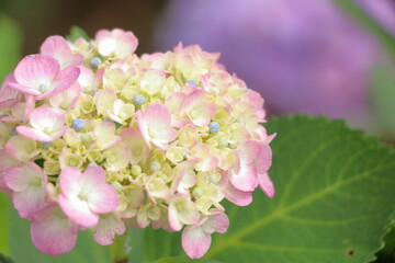 パステルピンクが可愛いアジサイ