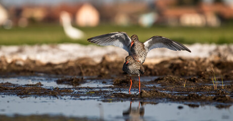 Common redshank (Tringa totanus) mating