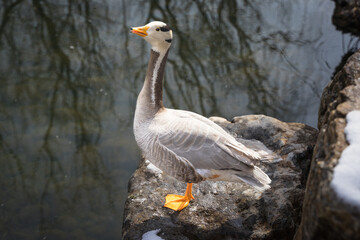 Duck bar-headed goose resting on the rocks on the shore