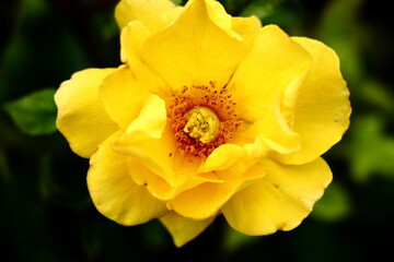 黄色い薔薇の俯瞰撮影
