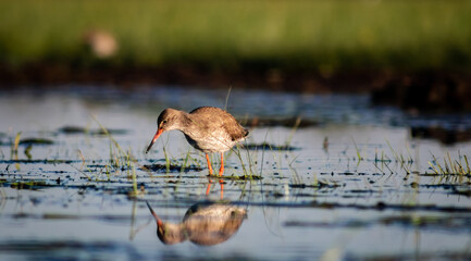 Common redshank (Tringa totanus) foraging