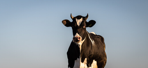 Cattle in front of the blue sky