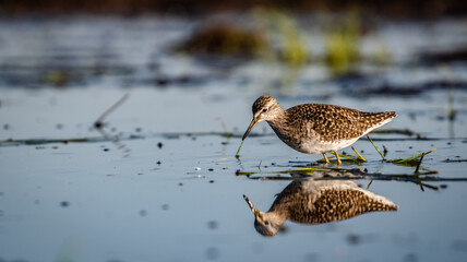 Wood sandpiper (Tringa glareola) foraging