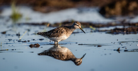 Wood sandpiper (Tringa glareola) foraging