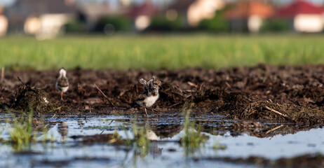 Tiny northern lapwing (Vanellus vanellus) chick in a marshy environment
