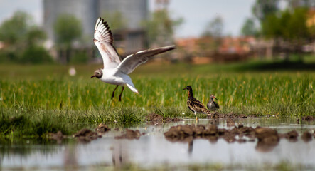 Black-headed gull (Chroicocephalus ridibundus) flying off and ruff (Calidris pugnax) in a marshy environment
