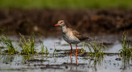 Common redshank (Tringa totanus) foraging