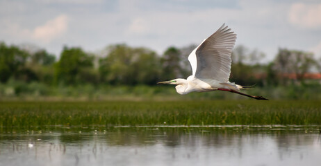 Great egret (Ardea alba) in flight