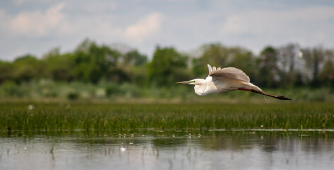 Great egret (Ardea alba) in flight