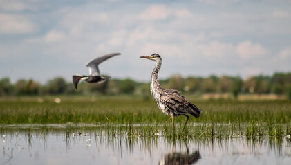 Young grey heron (Ardea cinerea) with whiskered tern (Chlidonias hybrida) in the foreground