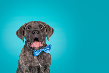 Fototapeta premium Cute portrait of brindle Cane Corso dog puppy, siting up facing front wearing a blue satin bow tie around neck. Looking towards camera. Isolated on a solid turquoise background. Mouth open.