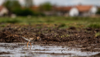 Ruff (Calidris pugnax) on a field, a small town in the background