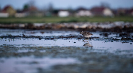 Wood sandpiper (Tringa glareola) foraging before dawn