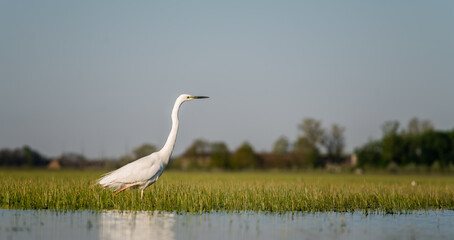 Great egret (Ardea alba) looking for fish in a marshy environment