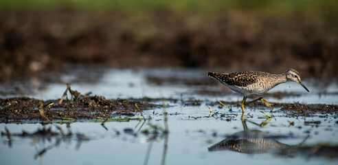 Wood sandpiper (Tringa glareola) foraging