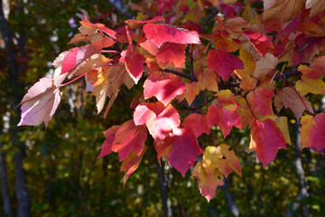 Red Leaves Changing in Fall in October in New England
