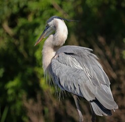 Magnificent Great Blue Heron
