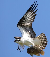 osprey with his meal 