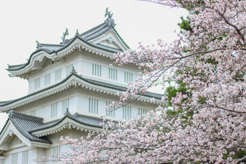 サクラと日本の城