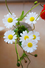Obraz premium flowers, a bouquet of daisies, chamomile