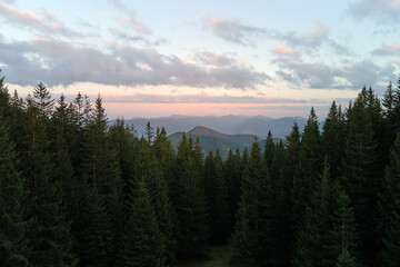 High hills with dark pine woods on autumn bright day. Amazing scenery of wild mountain woodland