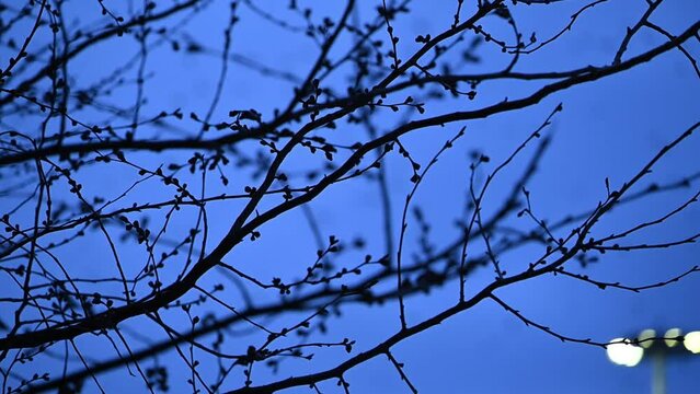 CROW  A flock of birds in the sky