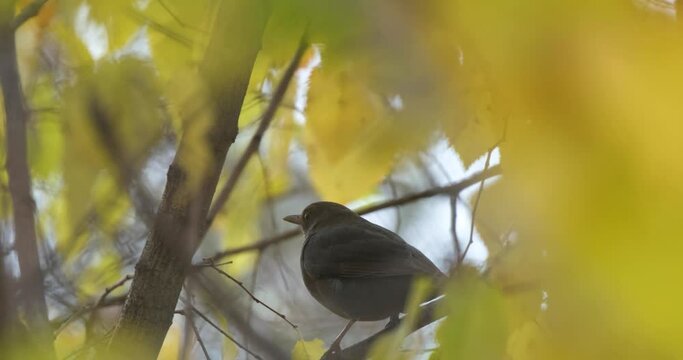 Common blackbird or Turdus merula bird on the tree