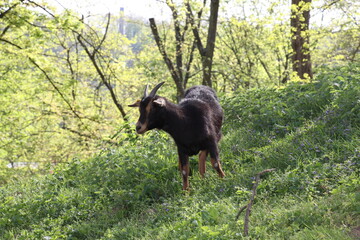 Ziege
