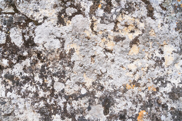 old antique wall with mold