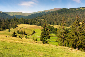 mountain landscape of carpathian alps. area of podobovets village at the foot of borzhava ridge. scenery with fresh green meadows and spruce trees in the distance. natural rural environment in summer