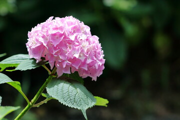 日光を浴びるピンクの紫陽花｜黒背景