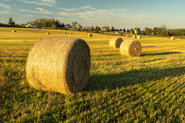 Bales of hay on a slanted field with houses and trees in the background, Prince Edward Island, Canada