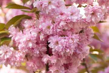 pink sakura flower on blooming spring tree. macro flowers