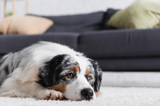 australian shepherd dog lying on carpet near couch.